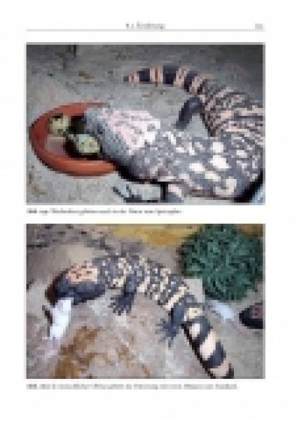 Preview: Die Gila-Krustenechse – Heloderma suspectum